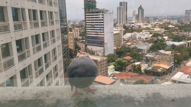 Bird's Eye View | Cebu City Skyline by Day
