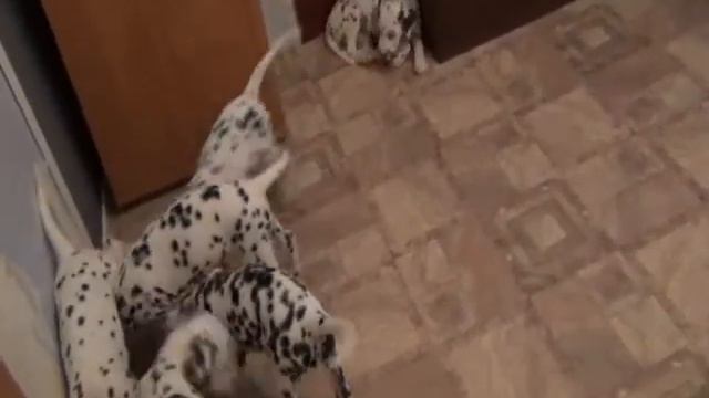 щенки подросли смотреть онлайн