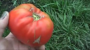 сорт томата Сахарный бизон