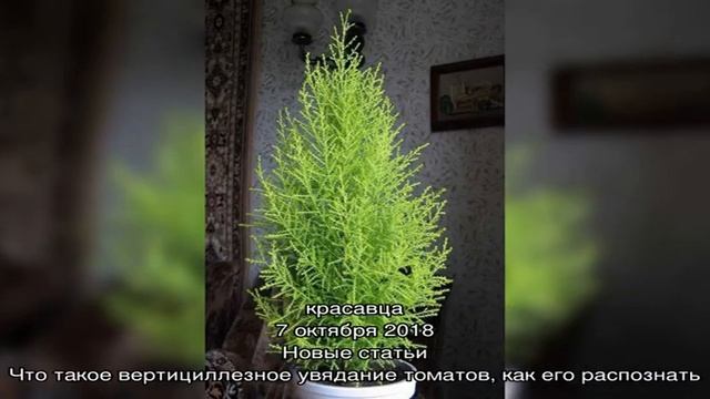 Какие есть виды комнатного кипариса смотреть онлайн