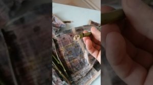 Черенкование роз в газете спустя три недели