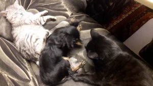 Длинношерстный русский той терьер Милка