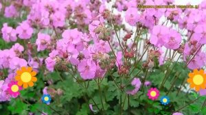 Герань кентабриджийская Кембридж. Краткий обзор, описание geranium cantabrigense Cambridge