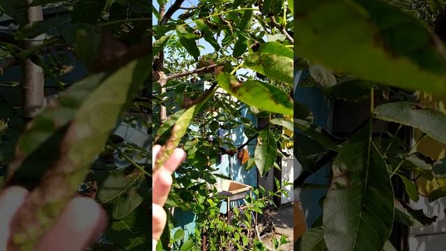 Марсониоз грецкого ореха смотреть онлайн