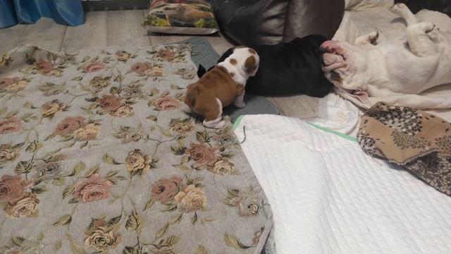 Щенок Английского бульдога 1,5 месяца. смотреть онлайн