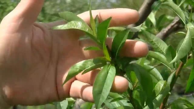 Майский отчёт по курчавости персика . смотреть онлайн