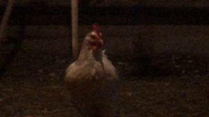 СИЛЬНАЯ ГРОЗА И ЛИВЕНЬ! ИНТЕРВЬЮ У ПОСТРАДАВШИХ КУРИЦ!?