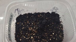 ДЕКОРАТИВНАЯ КАПУСТА ИЗ СЕМЯН