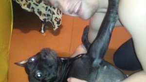 Фаина Питбуль укусил за лицо