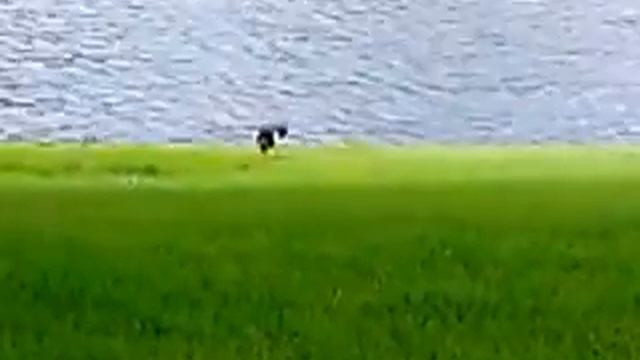 Чёрно-белая кулик-сорока питается смотреть онлайн