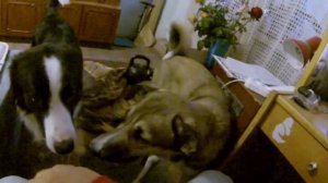 83. Можно ли с собакой играть руками? Позволять ли собаке кусать руки