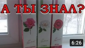 Как сохранить купленные РОЗЫ? Весенняя передержка саженцев???