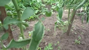 ...И СНОВА СОРТ "ЧУДО ЗЕМЛИ"! Ольга Чернова.