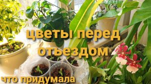 Когда буду сеять на рассаду.Мини томаты.ЦВЕТЫ подготовила перед отъездом.