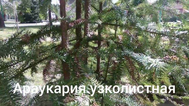 Абхазия_санаторий "Самшитовая Роща"_апрель 2022 г.
