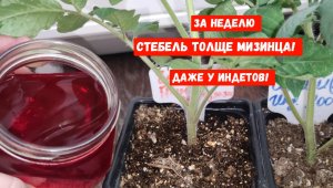 Рассада из слабой в жирную за неделю, полила и не ожидала такого эффекта, 5 самых дешевых средств!