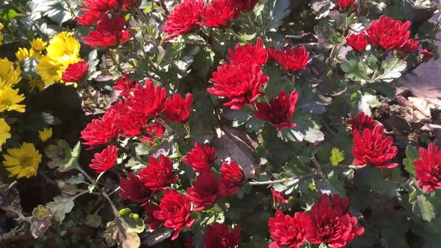 Золотая осень на Ставрополье смотреть онлайн