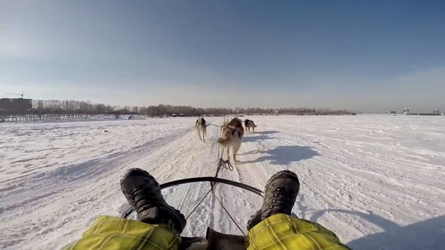 Новые эмоции катание на собаках хаски смотреть онлайн