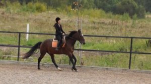 галоп на лошади ♥