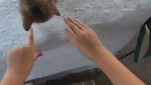 Как научить КОТЁНКА давать ЛАПУ