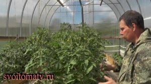 Формирование и уход за томатами в теплицах