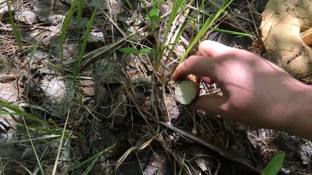 Белые грибы появились. Май смотреть онлайн