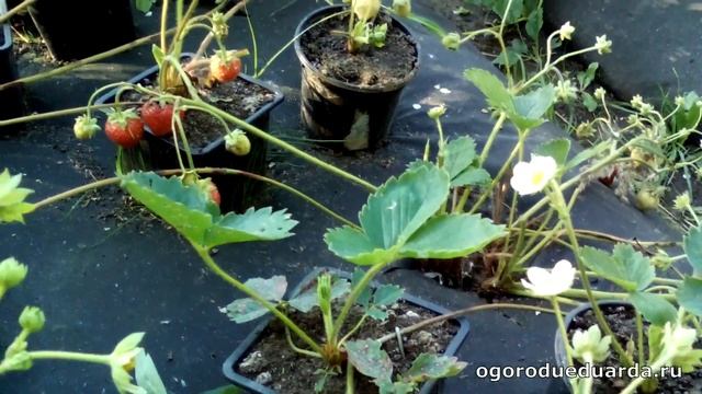 31 июля Показываю как плодоносит ремонтантная клубника "Остара" смотреть онлайн