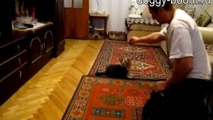 Дрессировка йоркширского терьера