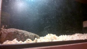 Уход за сухопутными черепахами.