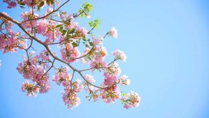 О лечении воспаления лимфатических узлов