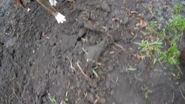 Минитрактор против грязи. Боремся с сорняками. Обработка земли после уборки урожая смотреть онлайн