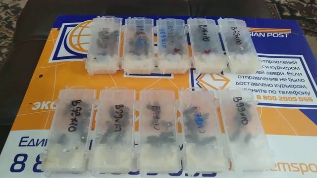 Племенной материал с Украины.Бакфаст отИзмайлова Г.Б. смотреть онлайн