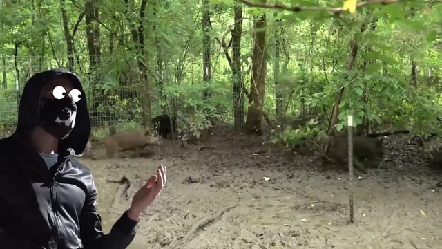 Что Происходит, Когда Дикий Кабан Скрещивается с Домашней Свиньей? Нашествие СуперСвиней Спустя 50 смотреть онлайн