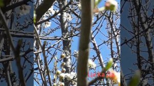 "Одна снежинка ещё не снег.."- Кавер версия (cover version) от Ци Ка Ды