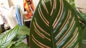 Обзор на калатеи и аглаонемы