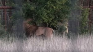 Поиск приключений на львиную Опу! Нескучные вечера Тайгана!