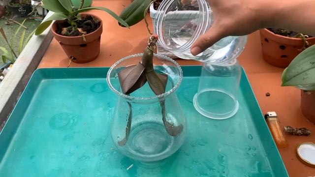 The strange way of planting makes the withered orchid grow crazy roots смотреть онлайн