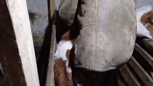 Прокололи телятам витамины