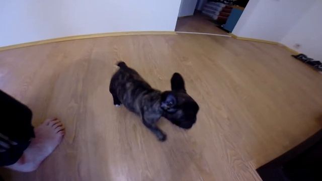 Французский бульдог смотреть онлайн