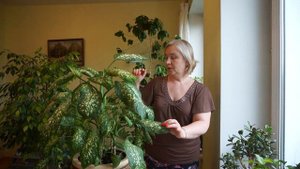 Диффенбахия. Результаты после обрезки.