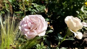 новинка Нотр Дам(Notre Dame) - первое цветение посадка весна 2022