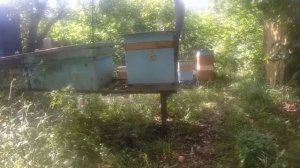 использование аммиачной селитры в пчеловодстве