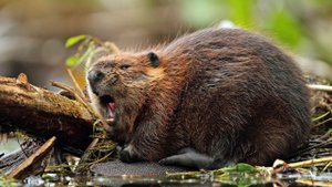 звуки бобер #звук один