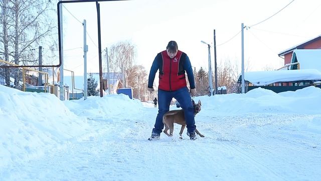 Дрессировка собак в Самаре Кинолог Зоогостиница Передержка