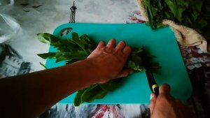 Замораживаем щавель на зиму. Простой способ заготовки щавеля порционно.