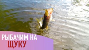 Рыбалка на щуку. Летние жерлицы.