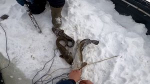 Приходил зверёк. ПРОВЕРКА ПЕРЕМЕТА. #енисей #рыбалка #налим