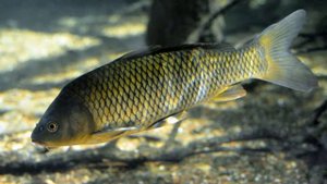 Сазан или Обыкновенный карп