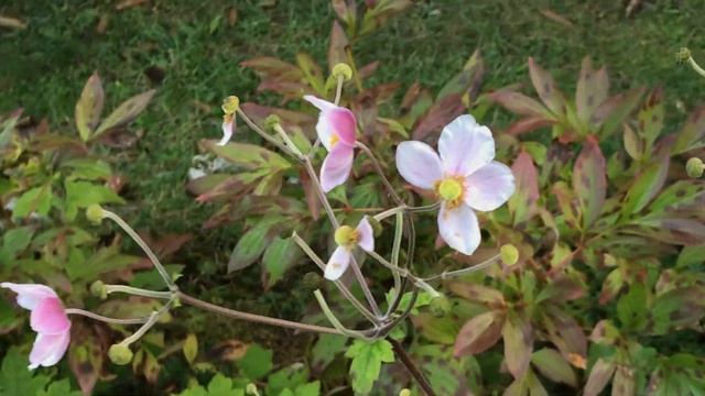 Anémone du Japon 'Anemone hupehensis' La douceur de la couleur au toucher la belle fleur смотреть онлайн
