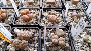 Мои Литопсы.Уход.Полив.Зимовка.Цветение.Lithops